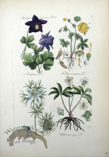 Deutschlands Flora 14